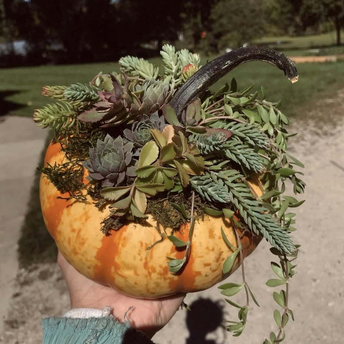 Succulent Pumpkin Make & Take Class at Remer Road 10/15 6pm-7pm - logo